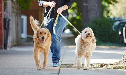 Three or Five 25-Minute GPS Tracked Dog Walks from Prairie Path Pet Care (Up to 72% Off) 