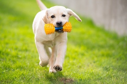 $81 for $150 Worth of Services — Party le Pooch