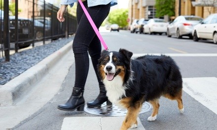 Five 15-Minute Dog Let-Out's or 30-Minute Dog Walks for One Dog from Peppy Paws Dog Walking (Up to 55% Off)