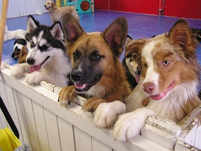 Three or Five Days of Doggie Daycare at Doggietown USA (Up to 71% Off)