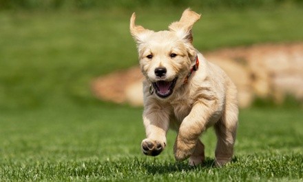 Seven Days of Doggy Daycare at Playful Pals Doggie Dayare (44% Off)