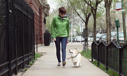 Five Dog Walks from Providence Dog Walking Co (45% Off)