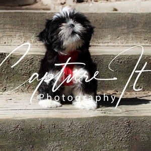 Up to 60% Off on Photo Shoot - Pet at Capture it photography