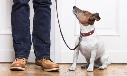 Two Dog Walks from Creature Comforts (55% Off)