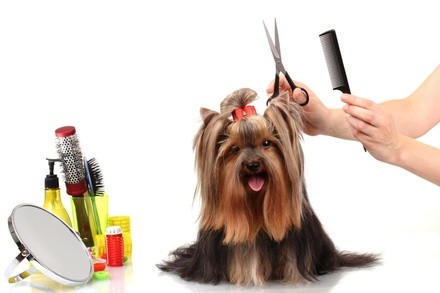 $6 for $12 Worth of Services — Diane's Pet Studio