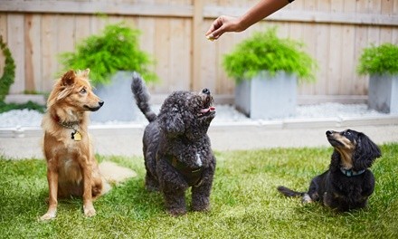 Up to 14% Off on Pet - Sitter / Walking at Coastal Sports Consultation