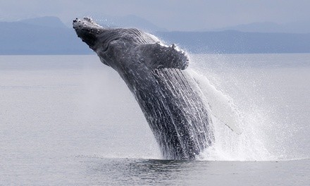 One Whale-Watching Trip for One or Two Adults from 7 Seas Whale Watch (Up to 40% Off)