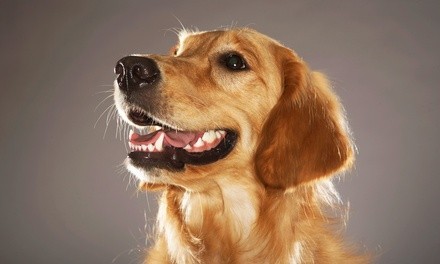 Dental Care for a Pet at The Pet House Clinic (Up to 57% Off). Two Options Available.