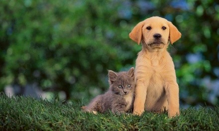 Cat-Care, Dog Behavior, Animal Training and Pet-Sitting Course from Holly and Hugo (Up to 90% Off)     