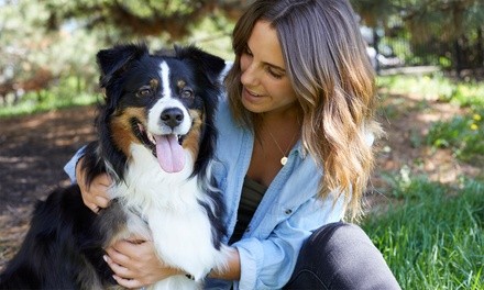 75-Minute Training for One or Two Dogs from Double D Dog Training (Up to 50% Off)