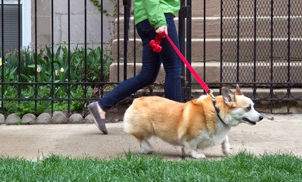 One-Hour Dog Walks from WalkNOut PetServices (Up to 51% Off). Three Options Available.