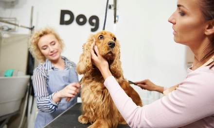 Full Groom or Bath Package for Any Size Dog at The Pet Spa