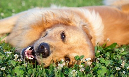 $150 for 1-Month Doggy Day Care with Bath, Toenail Trim, and Goody Bag at Noah's Bark ($300 Value)