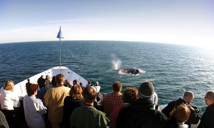 Whale Watching Cruise for One from Hornblower Cruises (Up to 25% Off). Two Options Available.