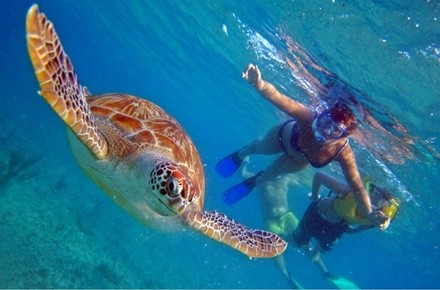 Up to 67% Off on Snorkel (Activity / Experience) at Hawaii Turtle Tours