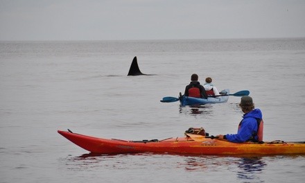 $45 for Guided Three-Hour Kayak Tour of Point Doughty for One from Outer Island Excursions ($79 Value)