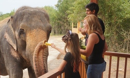 Adventures with Elephants at Oklahoma Awesome Adventures (Up to 37% Off). Nine Options Available.