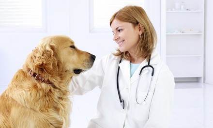 $369 for One Comprehensive Dental Hygiene Exam at Healthy Pets Veterinary Care $620