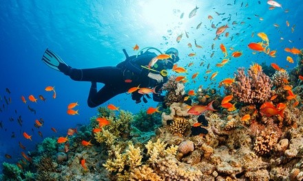 Scuba Dive plus free picture and Island Tour for One, Two, or Four from Paradise Adventure Tours (Up to 52% Off)