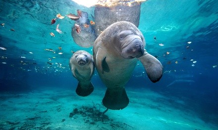 Manatee and Wildlife Sightseeing Semi-Private Tour for Two People at See Manatees (Up to 40% Off)