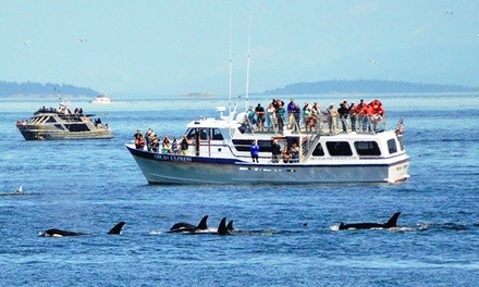 $59 for 3.5-Hour Orca Whale-Watching Tour for One Adult from Orcas Island Eclipse Charters ($109 Value)