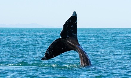 2.5-Hour Whale Watch Charter at Ocean Encounters (Up to 39% Off). Three Options Available.