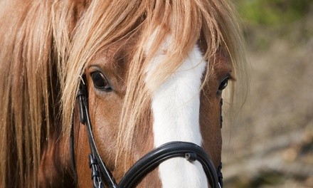 Up to 42% Off on Horse Back Riding - Recreational at South Side Riders