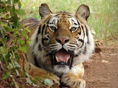 Adult, Child, or Senior Admission to Tiger Creek Animal Sanctuary (Up to 25% Off) 