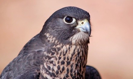 $75 for Two-Hour Falconry Experience at Hawk Manor Falconry ($150 Value) 