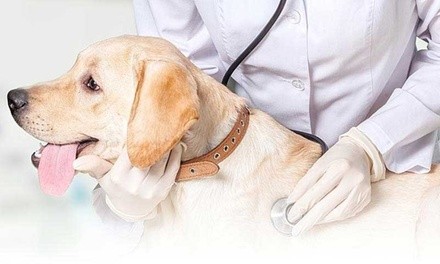 Full Physical Exam for One or Two Pets at SKYLINE Animal Hospital (Up to 50% Off) 