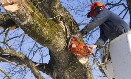 Up to 46% Off on Tree Trimming at Scapegoat Property Services