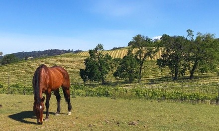 Two-Hour Horseback Trail Ride for One or Two at Cloverleaf Ranch (Up to 50% Off)