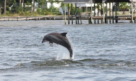 Dolphin Cruise for Two or Four from Blue Dolphin Cruises (Up to 15% Off)