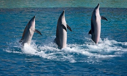 Adult or Child Ticket for Dolphin Tour from Fins Up Tours (Up to 20% Off)