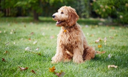 Three or Five Days of Dog Daycare or $20 of Pet Supplies at Happy Tail Grooming Salon (Up to 50% Off)