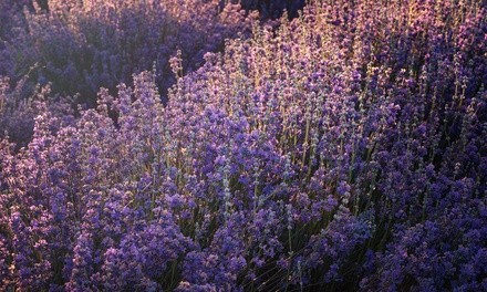 Up to 51% Off on Flowers & Plants (Retail) at Clark’s Lavender Farm (MagicLavenders)