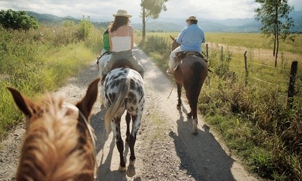 Up to 34% Off on Horse Back Riding - Training at Smokin Rose Ranch