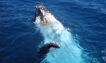 Three-Hour Whale Watching Adventure for One or Two from Hometown Charters (Up to 30% Off)