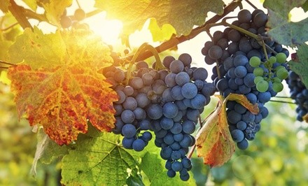 Wine and Chocolate Tasting or Vineyard Tour with Tasting for Two or Four at Tolino Vineyards (Up to 54% Off) 