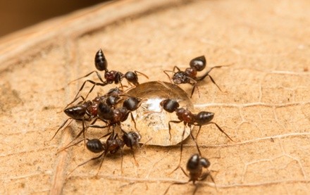 Up to 67% Off on Pest Control Service - General at Miche Pest Control