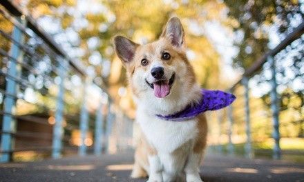 One or Two Dog Spa Packages at Posh Pup (Up to 50% Off)