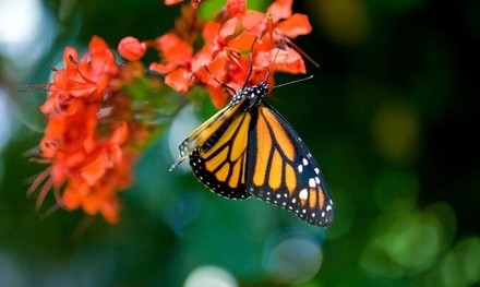 Single-Day Admission for One Adult or Child to Callaway Gardens (Up to 20% Off)