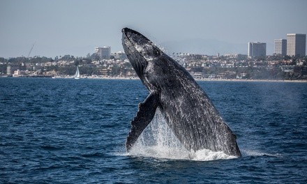 One Adult Whale-Watching Ticket and One Drink at Ocean Explorer Cruises (Up to 46% Off). All Fees Included.