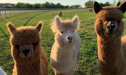 60- or 90-Minute Alpaca Education Farm Tour at Legendary Alpacas (Up to 32% Off). Two Options Available.