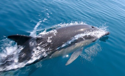 Up to 32% Off on Dolphin Watching at Adventure Boat Tours