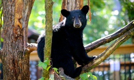 Admission for One, Two, Four, Or Six at Vince Shute Wildlife Sanctuary (Up to 44% Off)