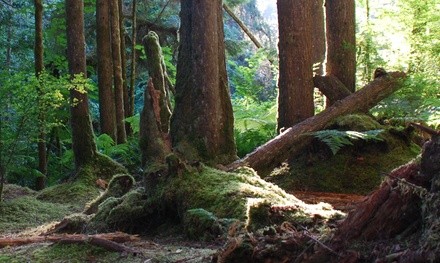 $108 for Essential Wilderness Survival Skills Course from Alderleaf Wilderness College ($297 Value)