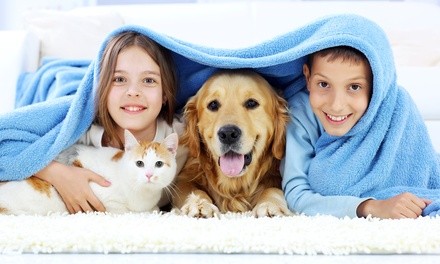 Carpet Cleaning for Up to Three or Five Rooms or Whole House from We-Steam (Up to 40% Off)