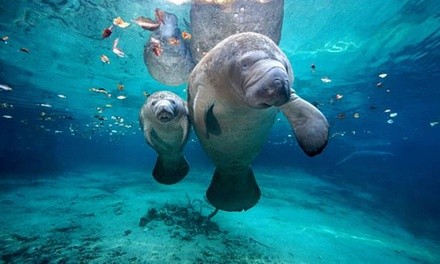 Up to 22% Off on Tour - Guided at Florida Manatee Tours