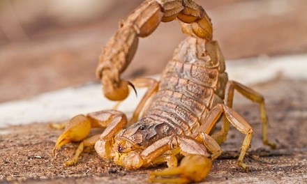 Up to 70% Off on Pest Control Service - General at True Guard Pest Management